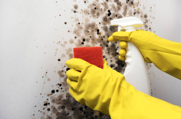 Best Black Mold Removal  in Eagan, MN