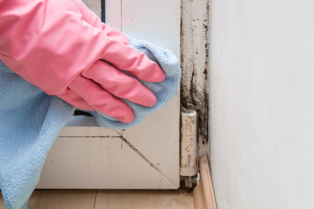 Best Attic Mold Removal  in Eagan, MN