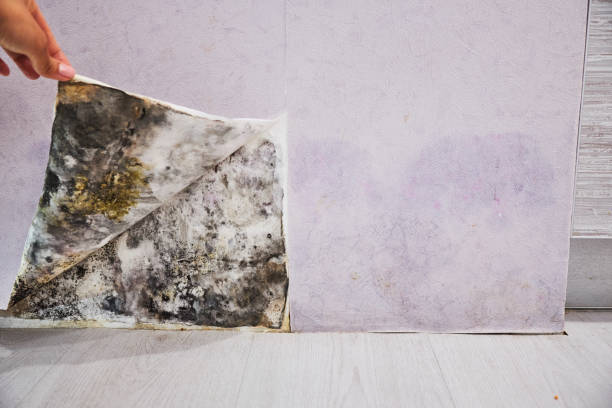 Best Same-Day Mold Removal  in Eagan, MN